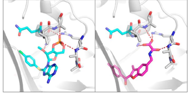Example pose of cyclic AMP analogue, D-007 (left), and SY000 (right) bound to an EPAC1 homology model (based on PDB 4HMO).